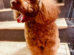 -百好乐宠物友好餐厅(朝外大街店)