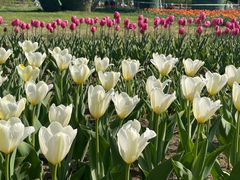 -长春公园(普阳街道)