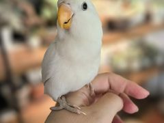 -吉丁鸟咖·异宠·寄养