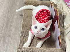 -中农大我爱我爱动物医院·核磁CT·猫病·24小时夜诊中心(石佛营店)