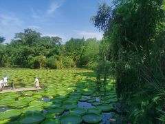 -中国科学院西双版纳热带植物园