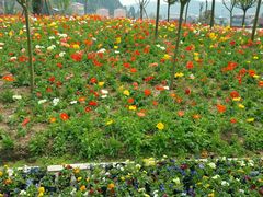 -绵阳盛世樱花悠乐谷