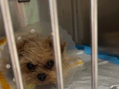 -达爱动物医院·犬猫分区·CT·复杂眼科(远洋山水分院)