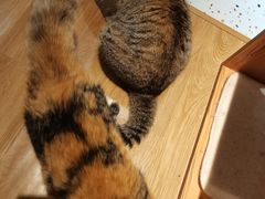 -滚猫咖啡·猫咖·猫友好撸猫(未来城店)