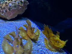 -上海海洋水族馆