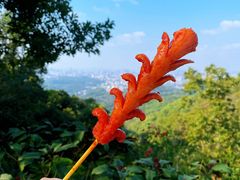 -广州市白云山风景名胜区