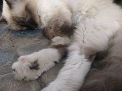 -喵屿·大理花园猫咖