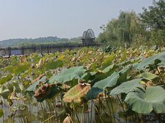 -杏花村文化旅游区