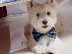 -宠拉拉·高端寄养·宠物酒店(朝阳分店)