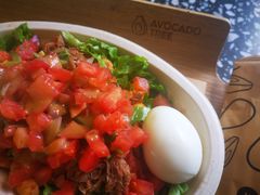 -油梨树AVOCADO TREE(顺义新国展店)