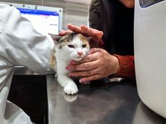 -瑞派名望志远动物医院·猫科·內科·异宠专科(直港大道店)