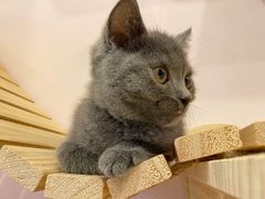 -猫咪派对(江南西店)