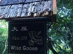-三亚亚龙湾人间天堂鸟巢度假村