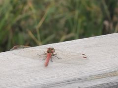 -野鸭湖国家湿地公园