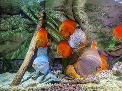 -上海海洋水族馆