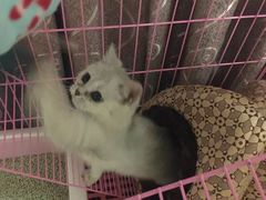 -仁华宠物医院(青羊店)