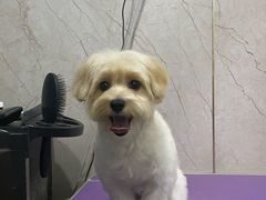 -福懋动物医院·犬猫全科·外科·重症科(杏林分院)