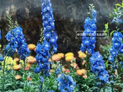-深圳仙湖植物园