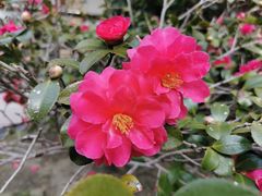 -南通博物苑-崇川人民公园