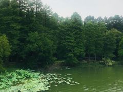-东湖落雁景区