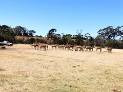 -威勒比开放式动物园