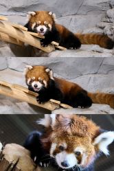 -Zoolung Zoolung动物主题公园(海信广场店)