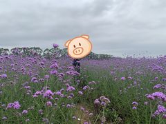-光明小镇欢乐田园
