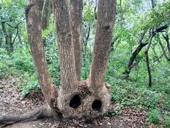 -上海佘山国家森林公园天马山园