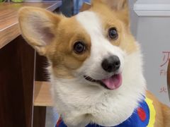 -萌宠之家·腊肠犬·马尔泰·小体犬舍