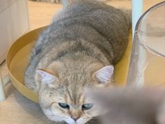 -有喵·猫咖·狗咖·30几只猫10只小狗(岗厦店)