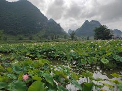-靖西鹅泉风景区