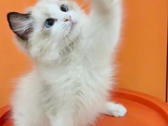 -三花喵·撸猫购宠·宠物生活馆(虹桥南丰城店)