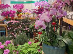 -双季花艺园艺市场(浦东店)