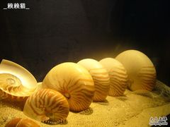 -亚龙湾中心广场·贝壳馆