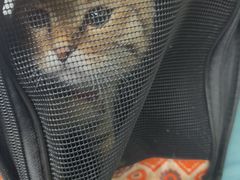 -博特宠物医院24h犬猫全科.骨科·异宠