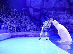 -芜湖新华联大白鲸海洋公园