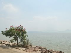 -深圳湾公园(南山区)