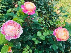 -人民公园(罗湖区)