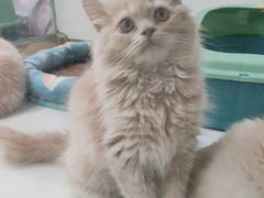 -糯米喵星人总部直营旗舰店·猫舍·幼猫出售