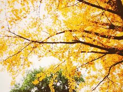 -三里屯东五街银杏大道