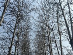 -杨柳青庄园