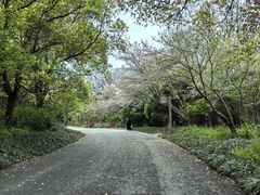 -上海滨江森林公园