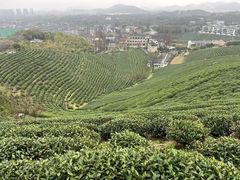 -华祥苑茶馆•国缤茶小蓝罐(普罗旺斯店)
