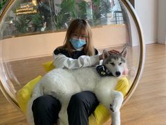 -Husky Go! 哈士奇体验馆·宠物咖啡厅狗咖