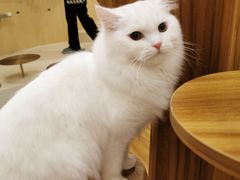 -飞行喵MR PILOT|猫舍·猫咖(静安大融城店)