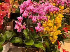 -双季花艺园艺市场(浦东店)
