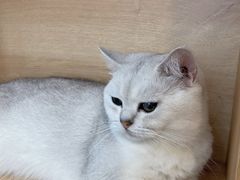 -是阿柴呀！柴犬咖啡·爱喵喵猫咖