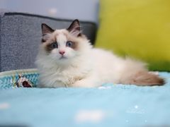 -Bastet sally猫舍购宠(静安店)