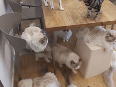-有喵·猫咖·狗咖·30几只猫10只小狗(岗厦店)