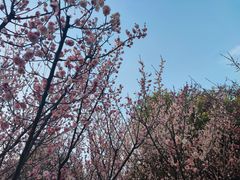 -白塘生态植物园